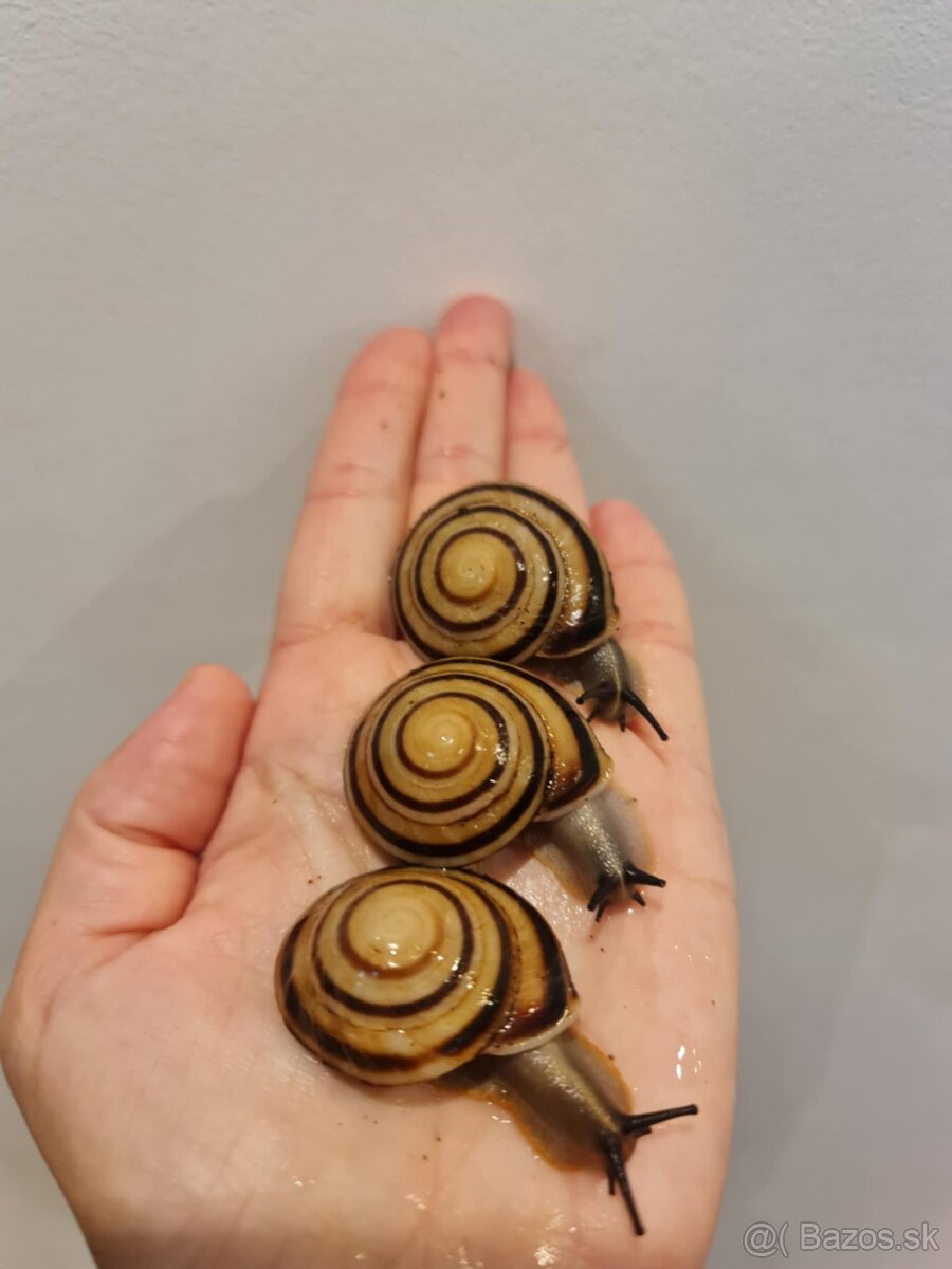 Africky slimak cuba - 2