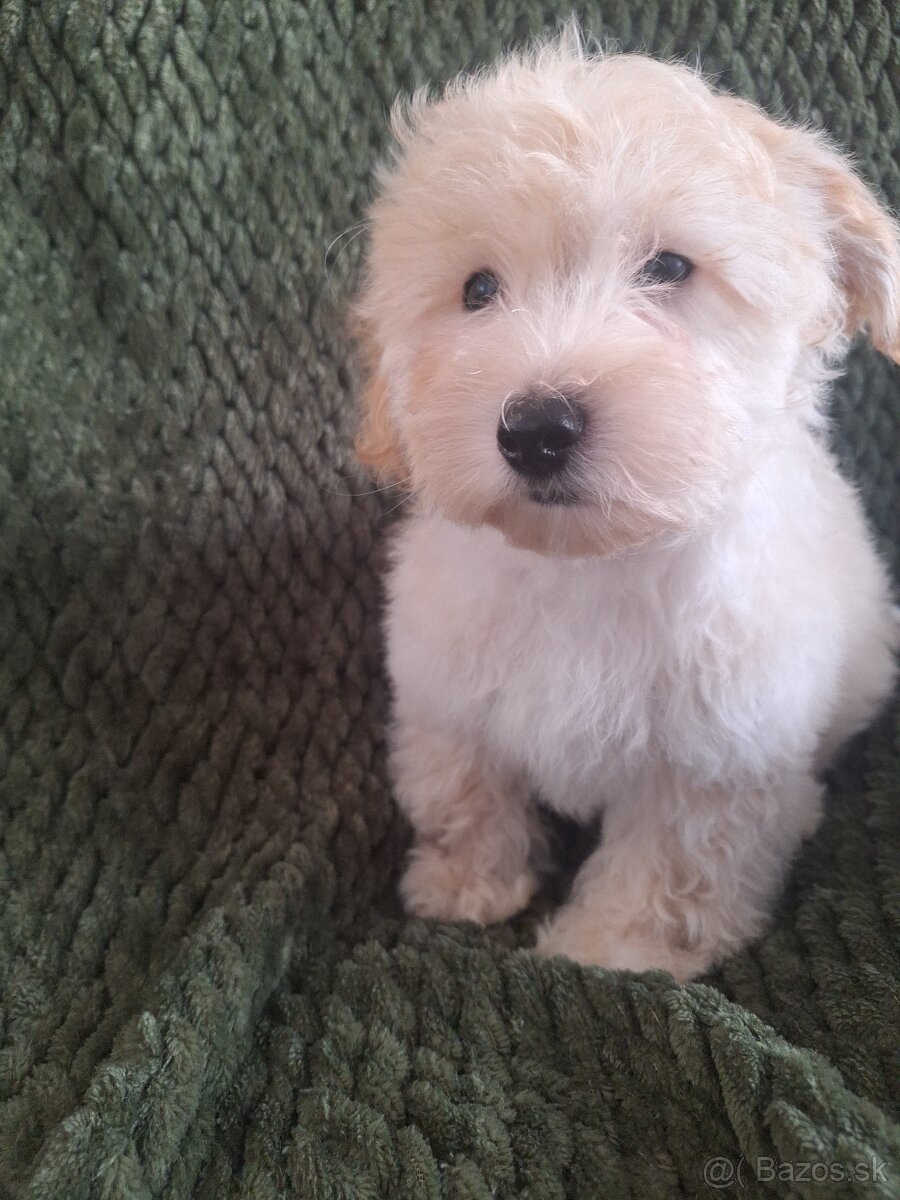 Maltipoo šteniatko, chlapček - F1 - 2