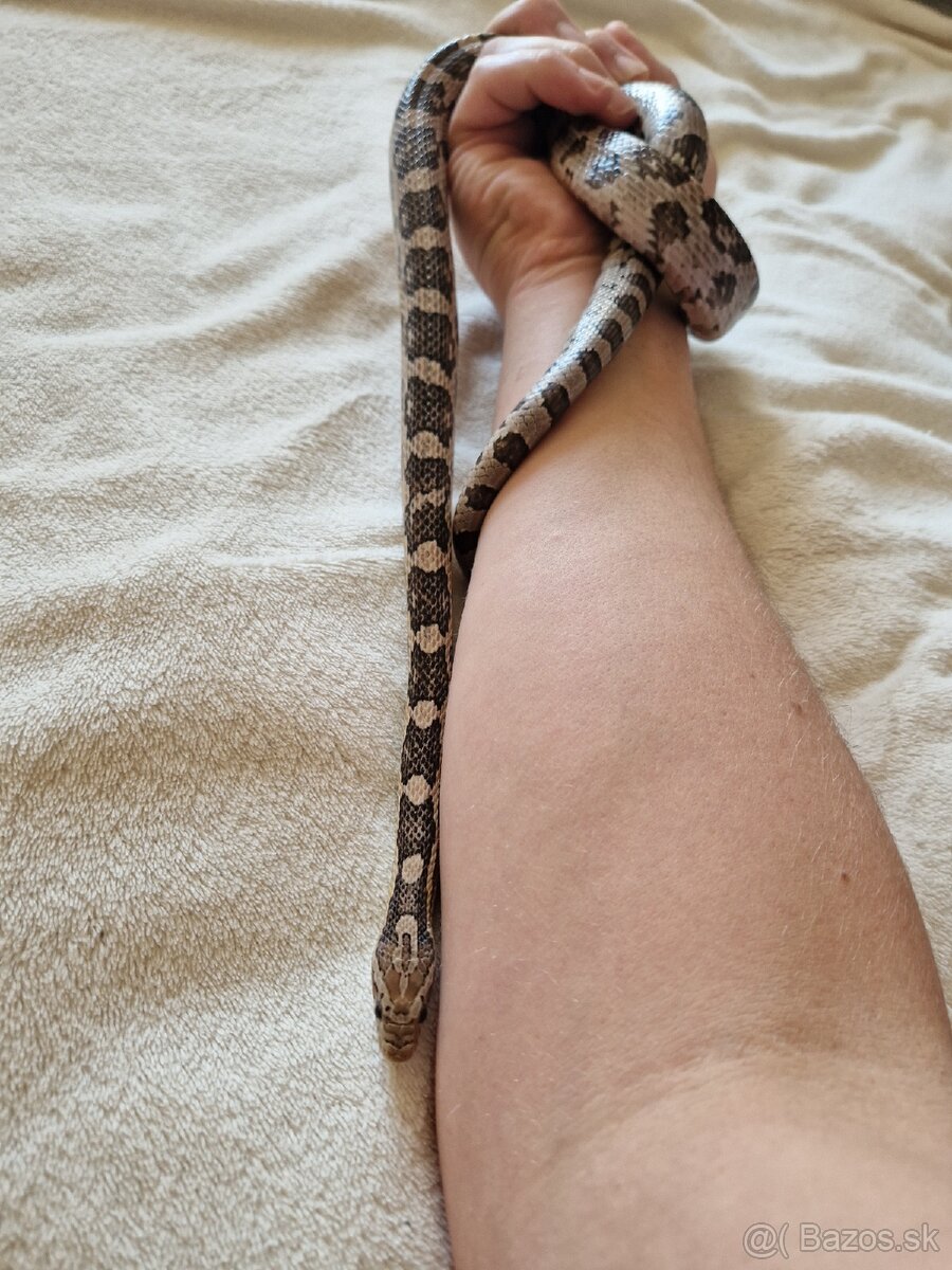 Užovka červená - 2