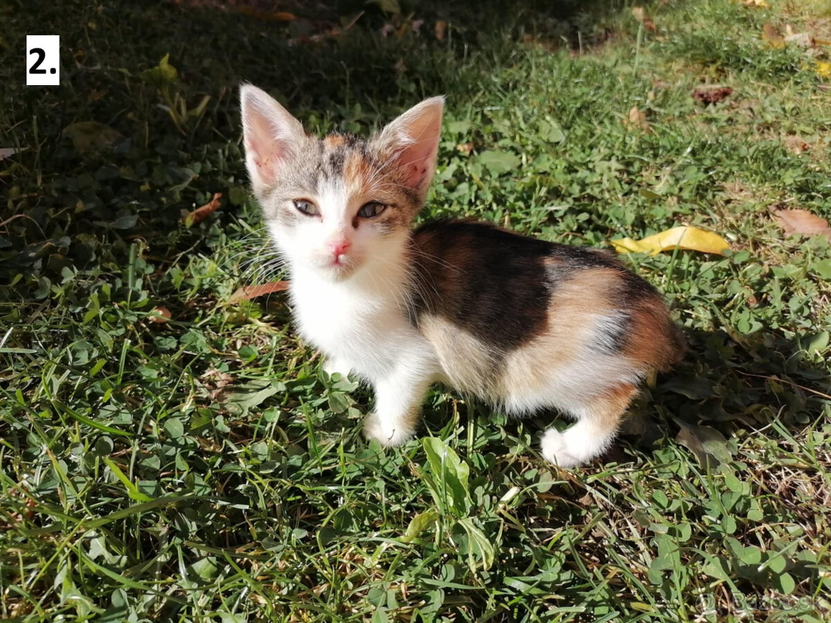 Darujem mačiatka - 2