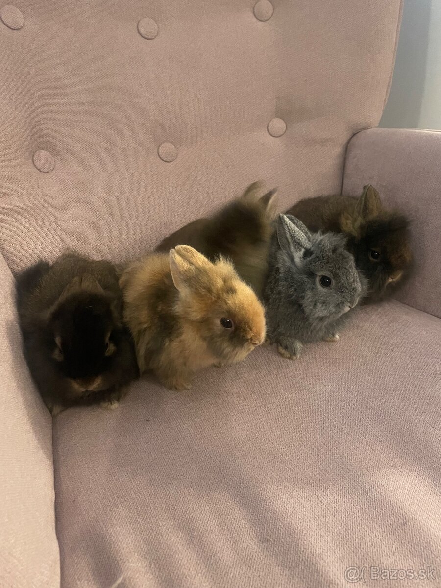 Zakrslý králik s Teddy génom - 2