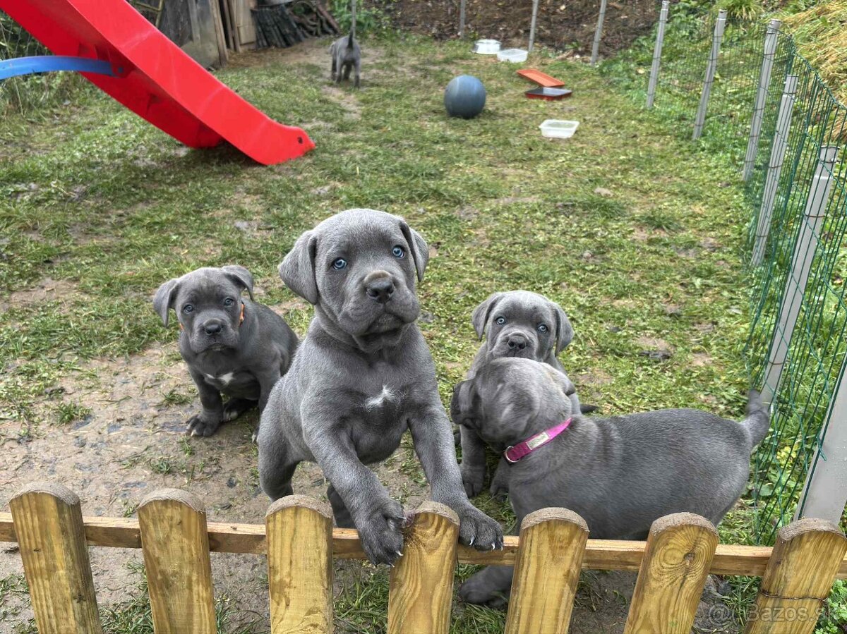 Cane Corso Šteniatka bez PP - 2