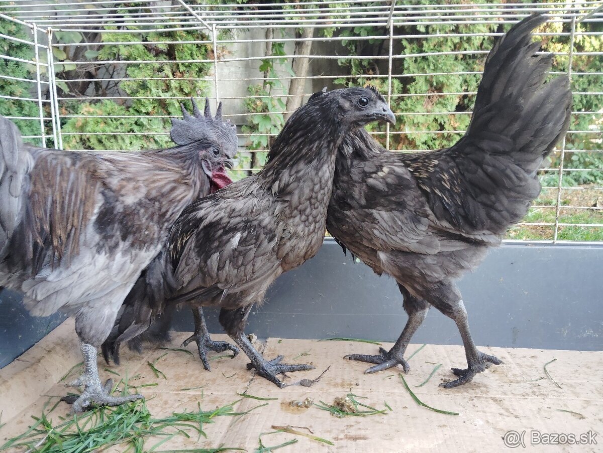 Predám sliepky gh mong - 2