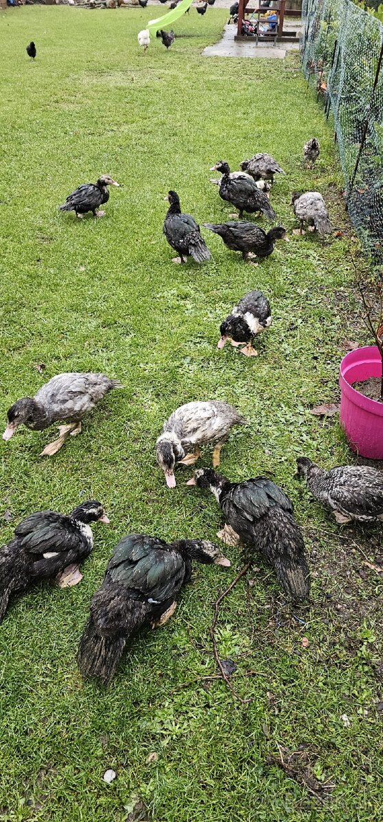 Predam cincke kacky - 2