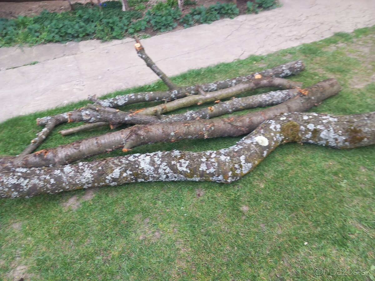 Čerešňové drevo - 2