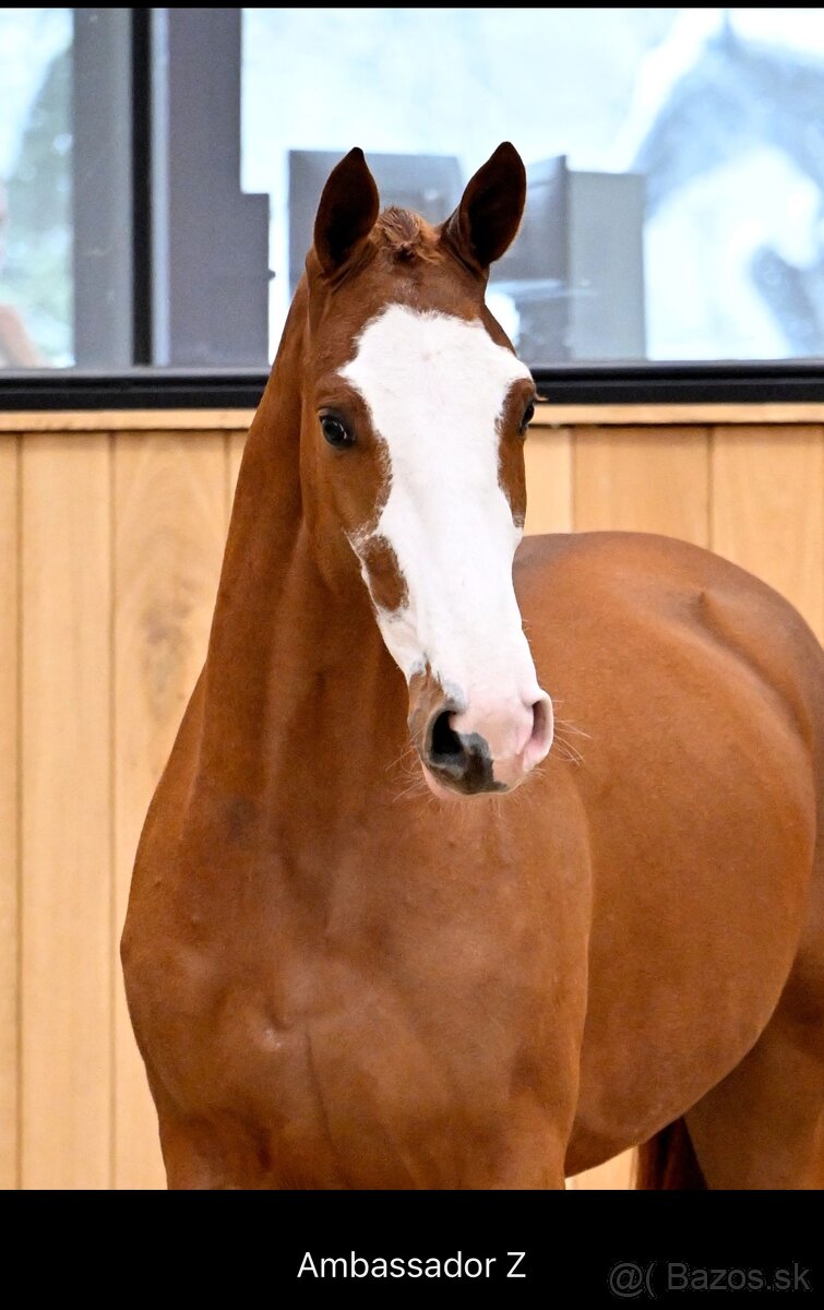 Letošní hřebeček ZANGERSHEIDE - 2