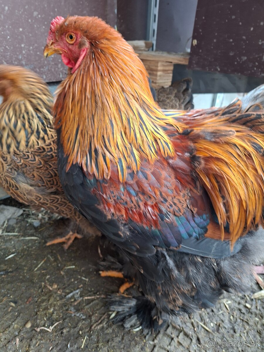 Brahman kohúty - 2