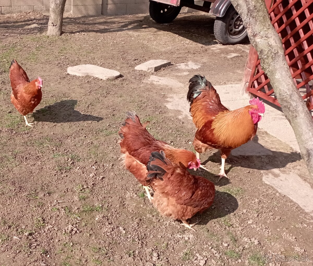 NÁSADOVÉ VAJCIA HEMPŠÍRKY - 2