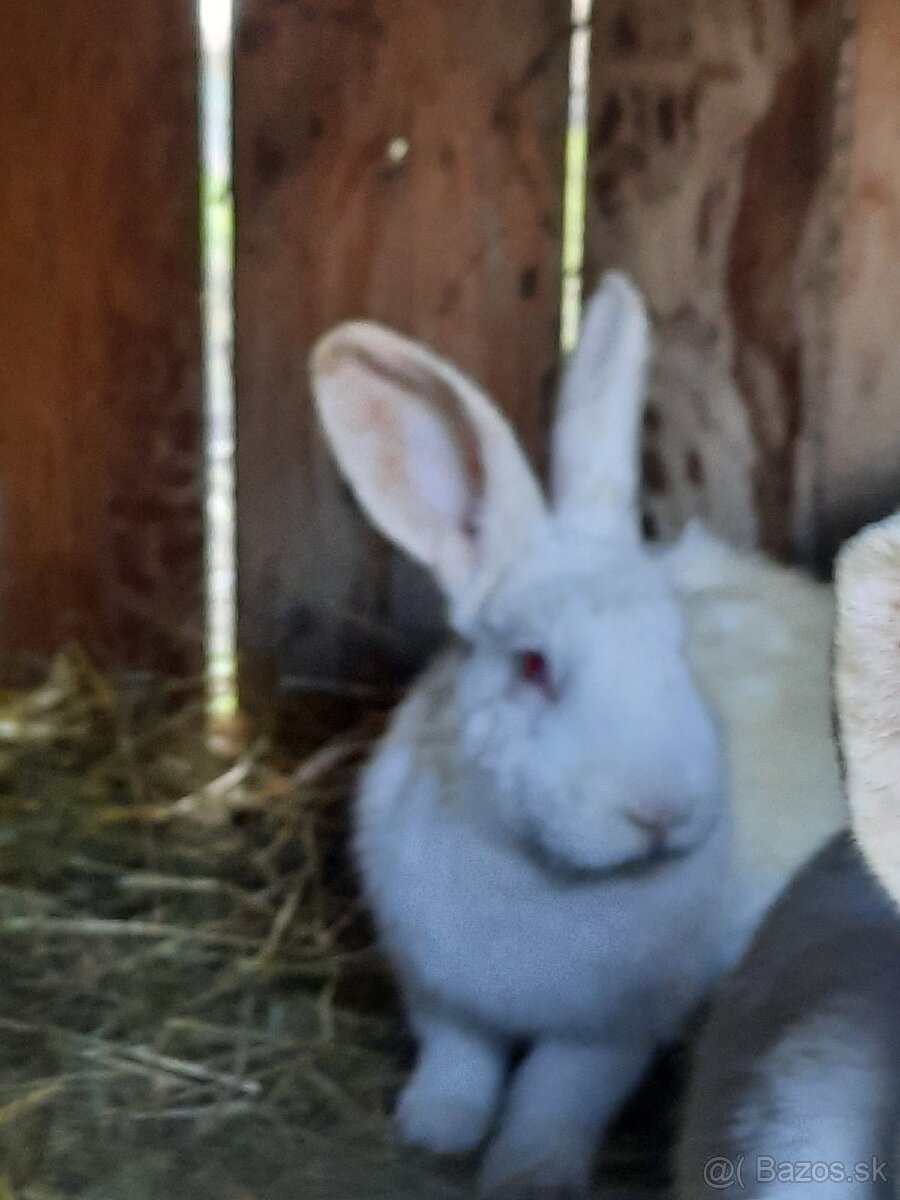 Králik - 2