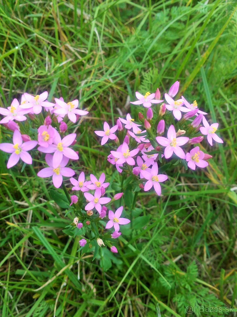 Sušené bylinky 2 - 2