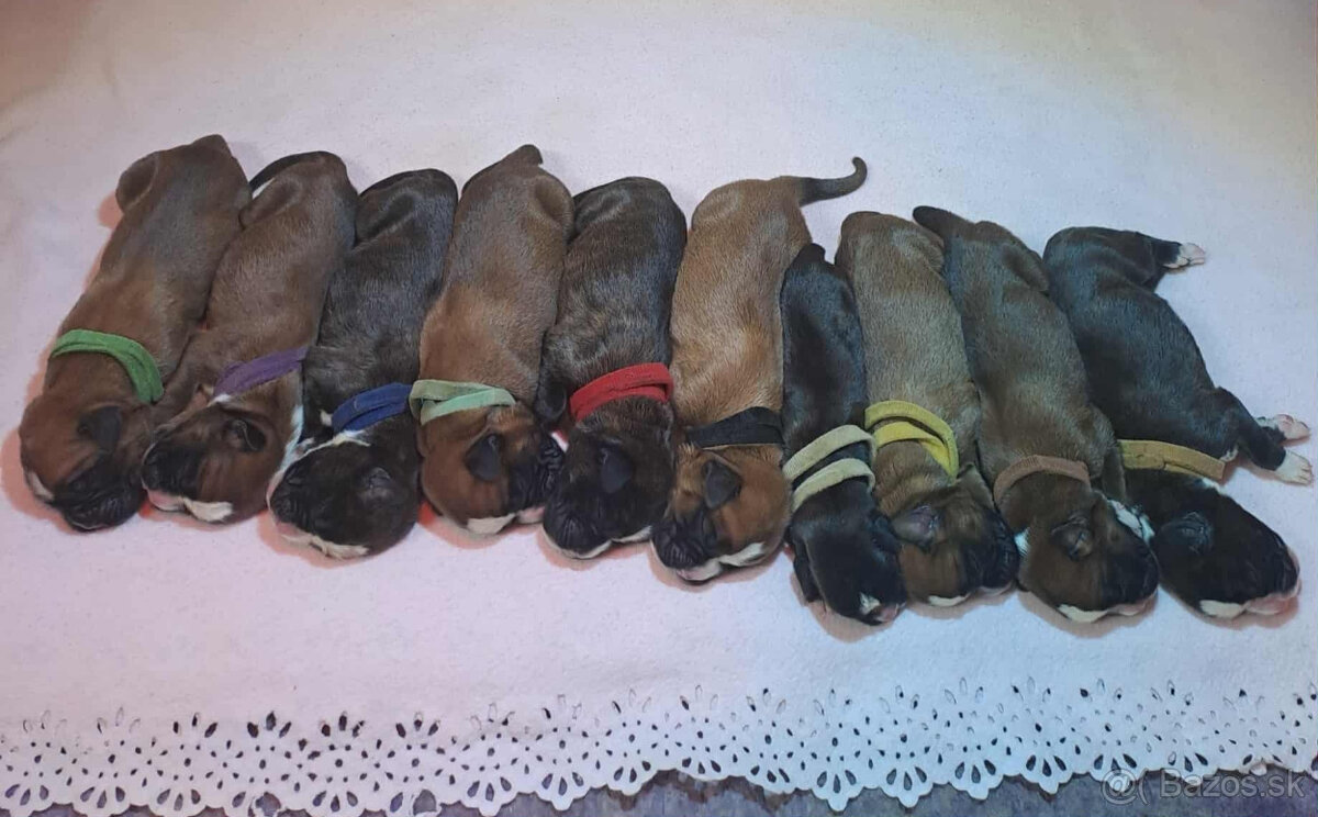 Šteniatka nemeckého boxera s preukazom pôvodu - 2
