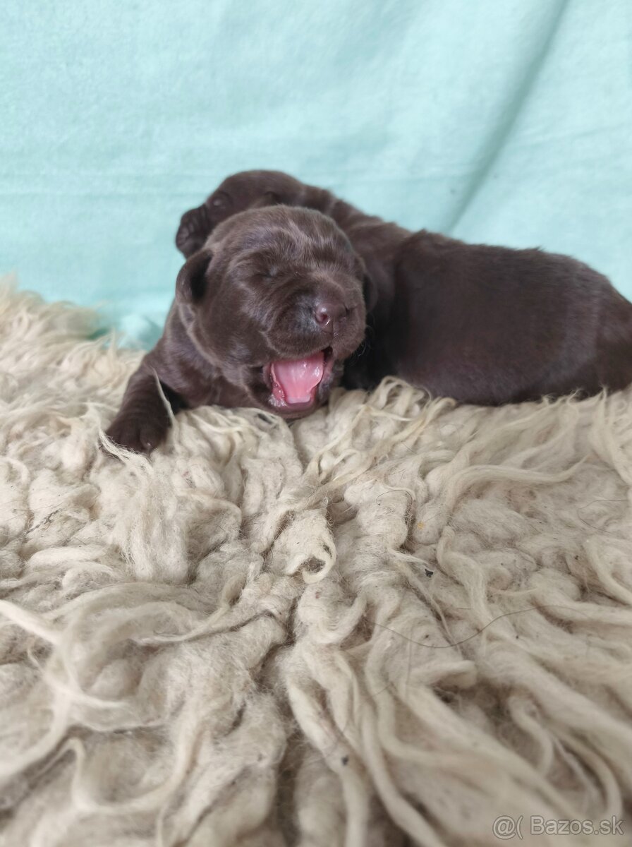 Labrador retriever s PP , Labradorsky retriever - 2