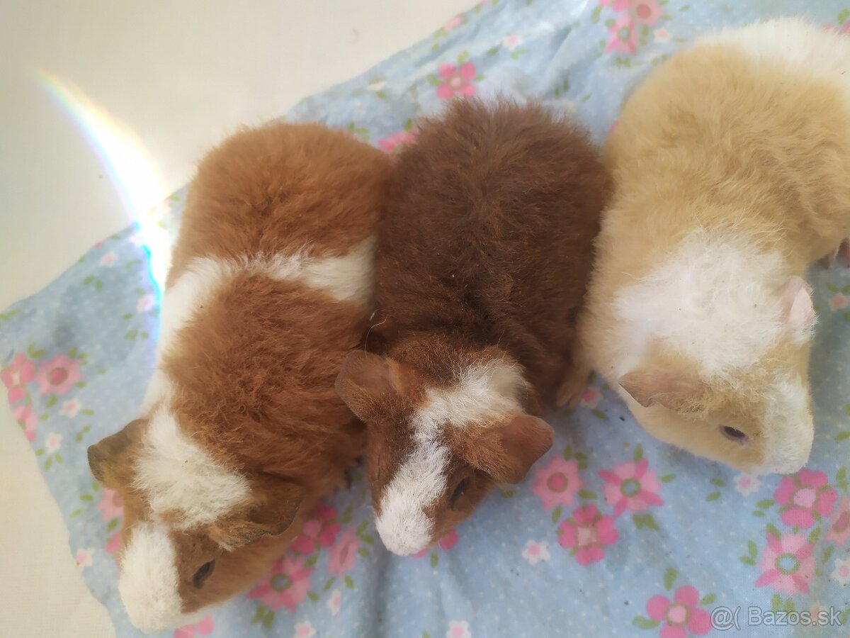 samice US teddy morčata - 2