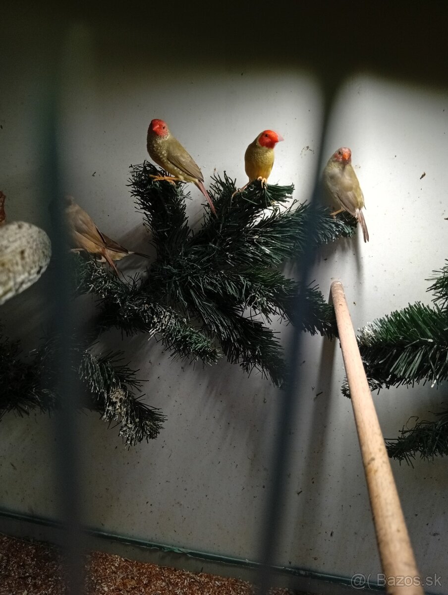 Astrild trstinový , drobotina - 2