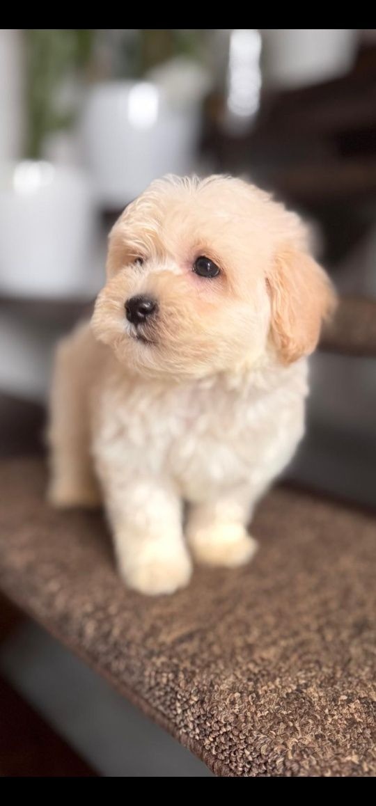 Maltipoo pudel - 2