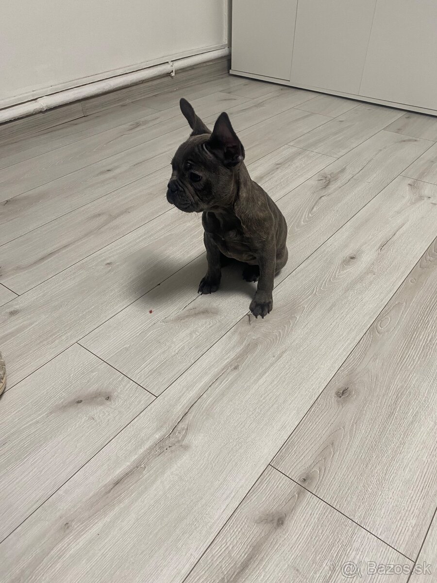 Francuzsky buldoček - 2