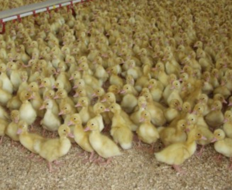 Kačky, husokačky, husi - 2