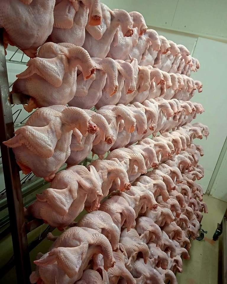 kura broiler - 2
