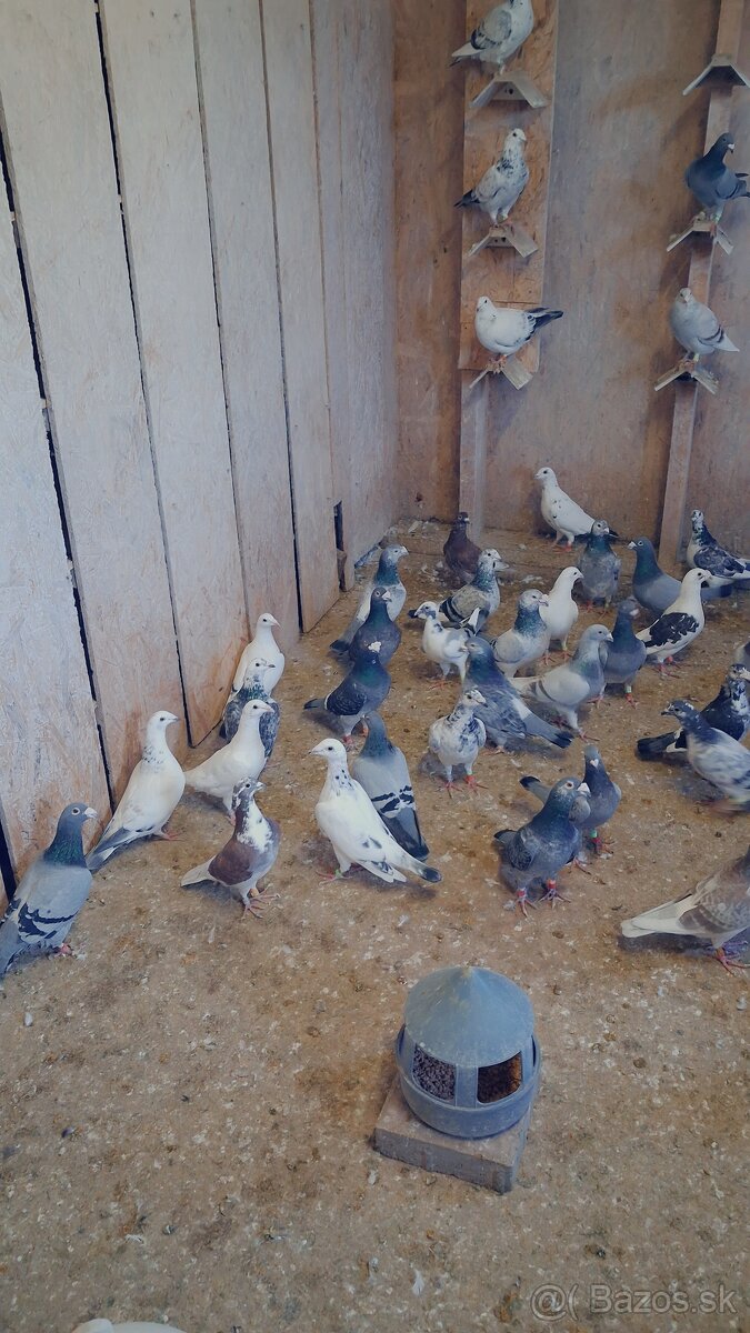 Poštove holuby - 2
