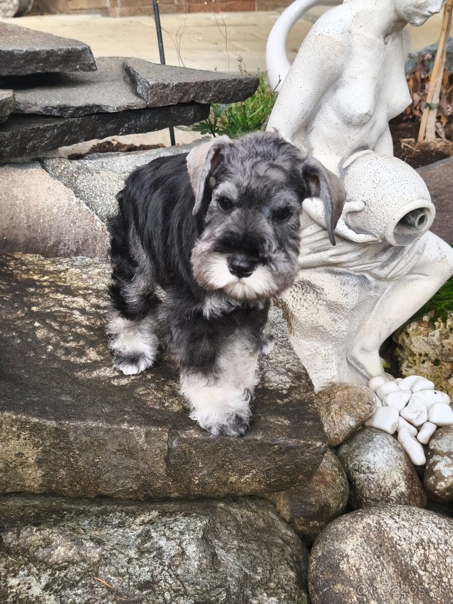 Bradáč malý korenie a soľ s PP - 2