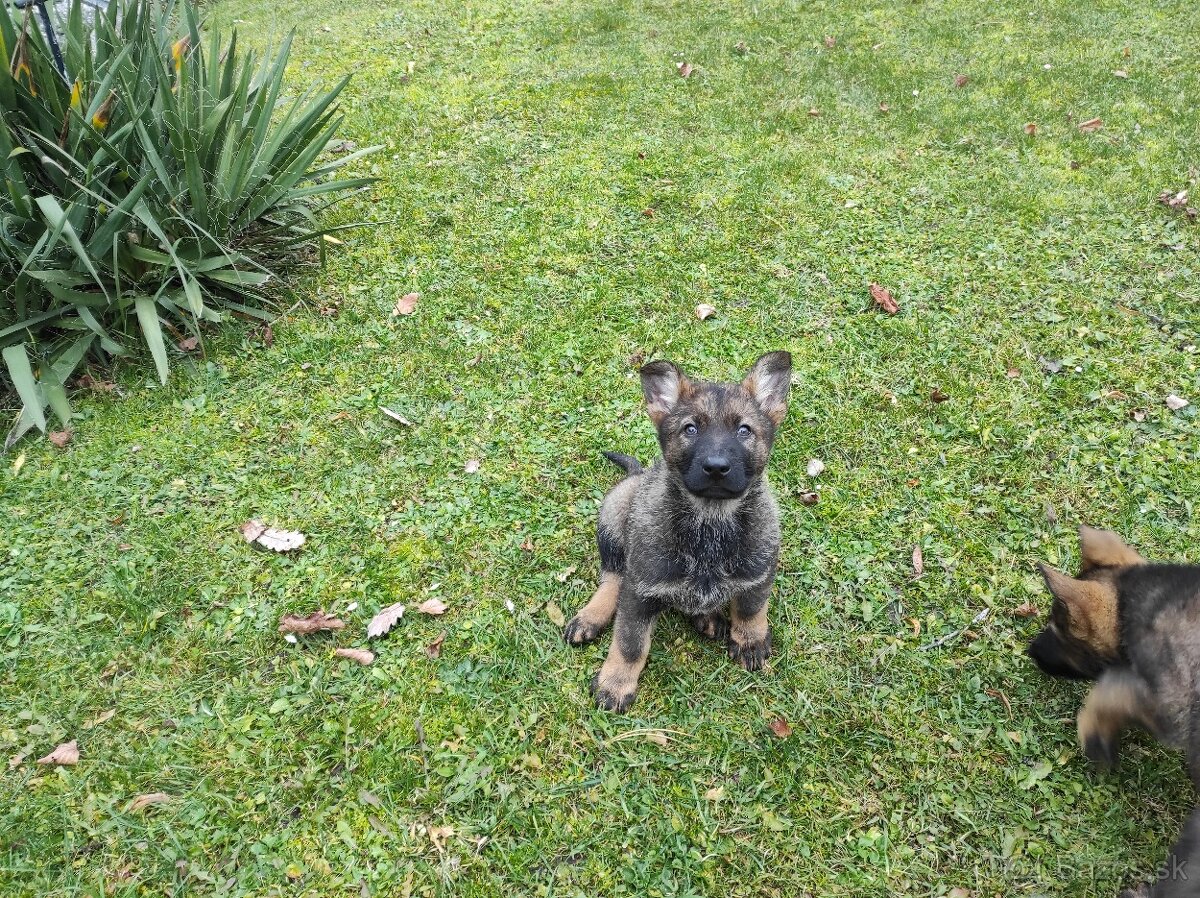 Nemecký ovčiak - 2