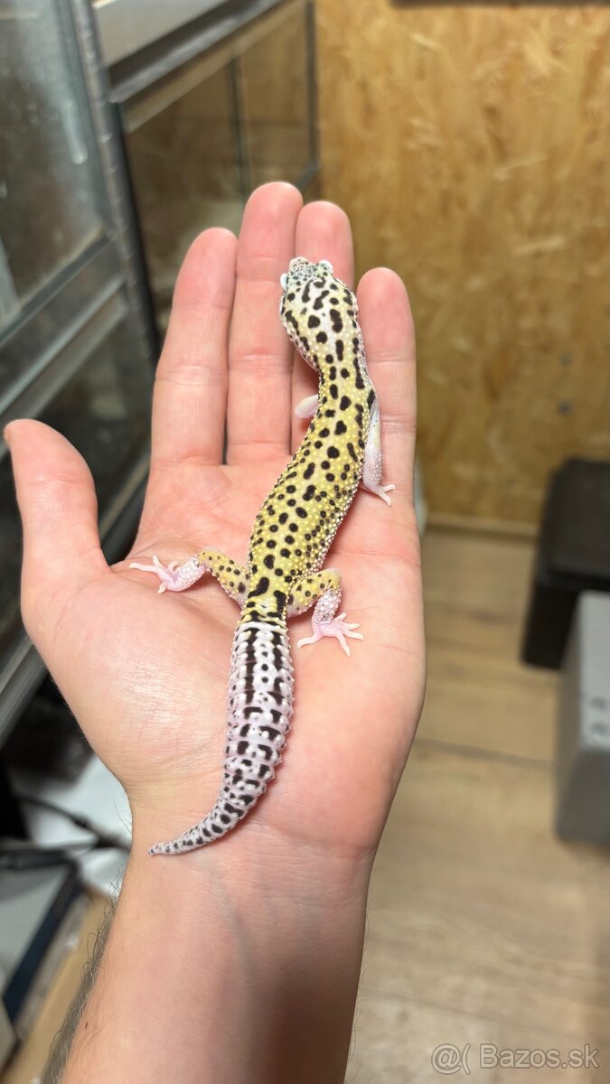 Gekončík nočný - mladí samci - 2