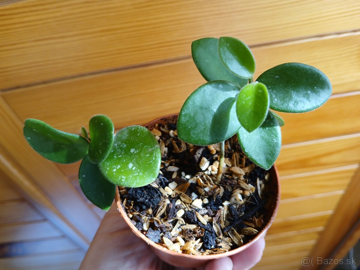 Hoya mathilde - 2