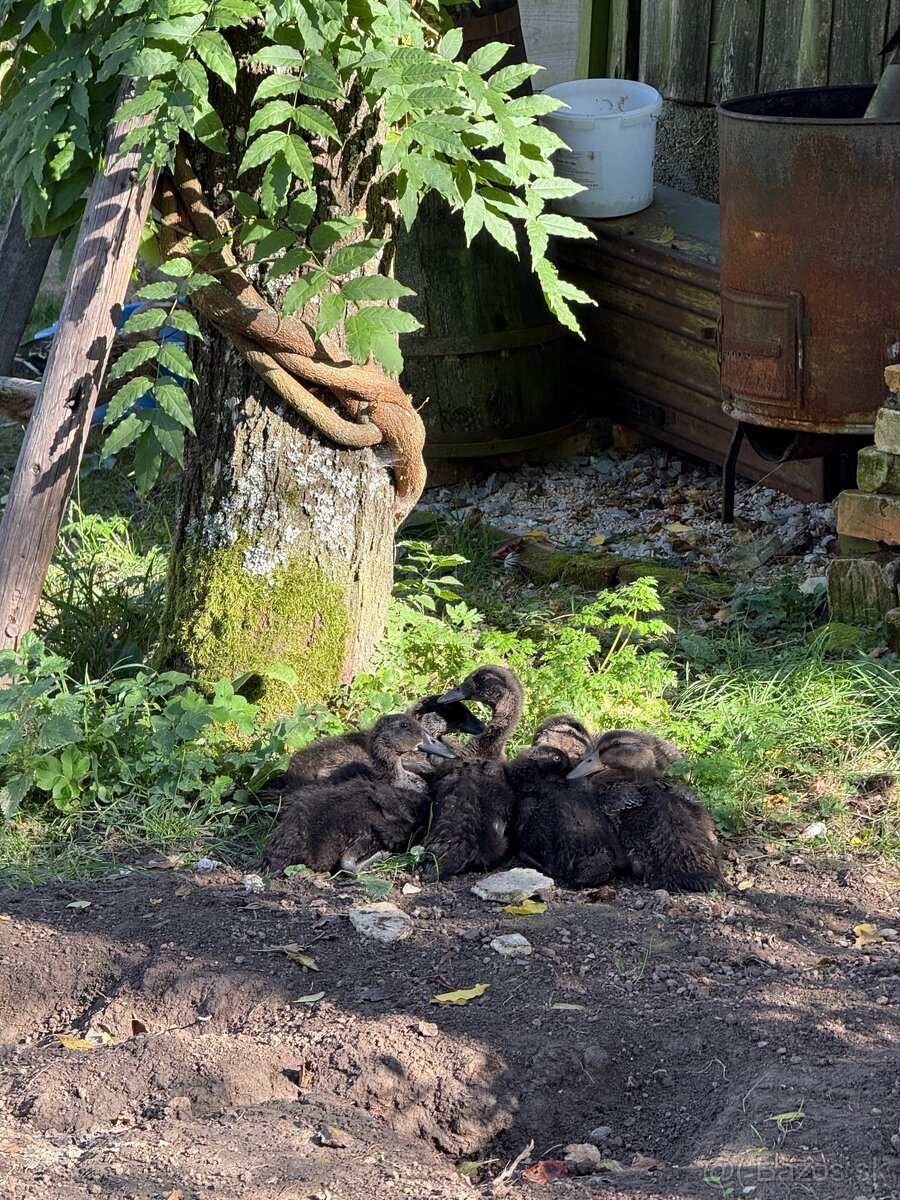 Predam indickych bezcov - 2