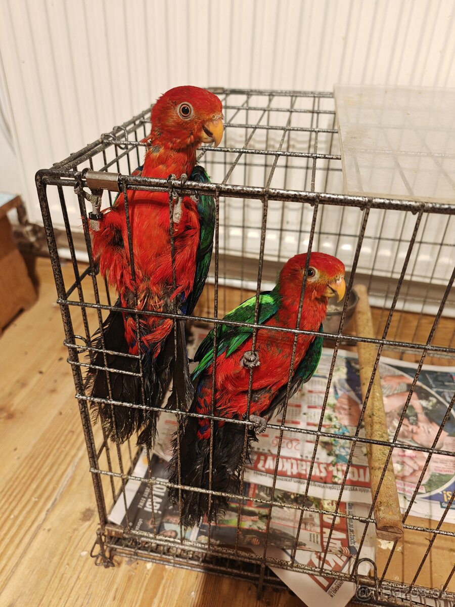 Predám papagáje - 2