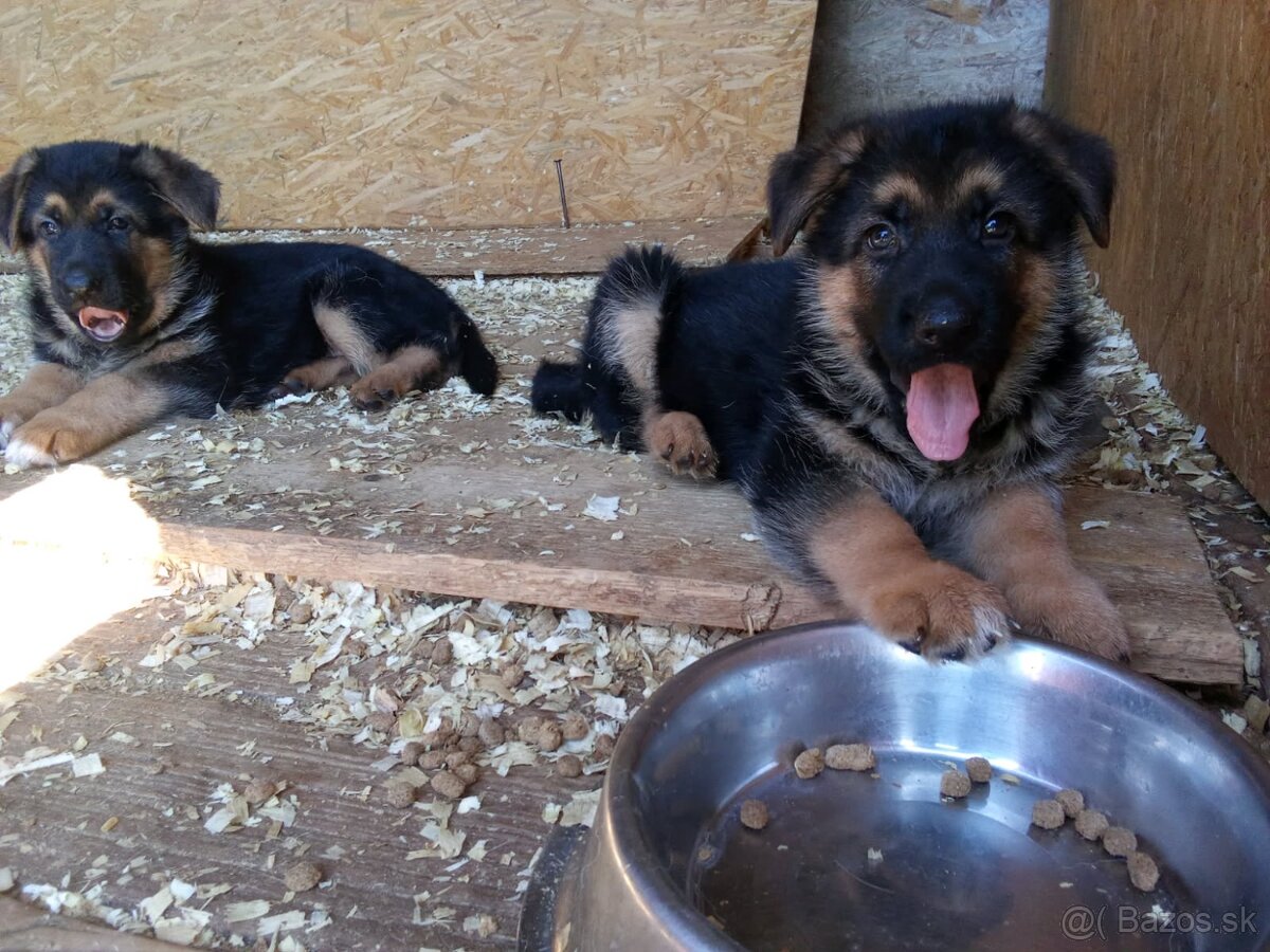 Nemecký ovčiak - 2