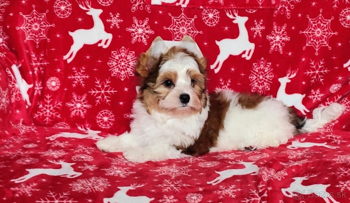 Yorkshire teriér, Biewer, Biro, Yorkshire teriér s PP - 2