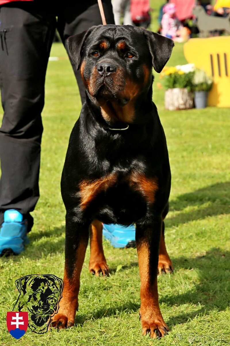 Rottweiler s PP Rotvajler s PP Štenata rotvajlera s PP Šten - 2