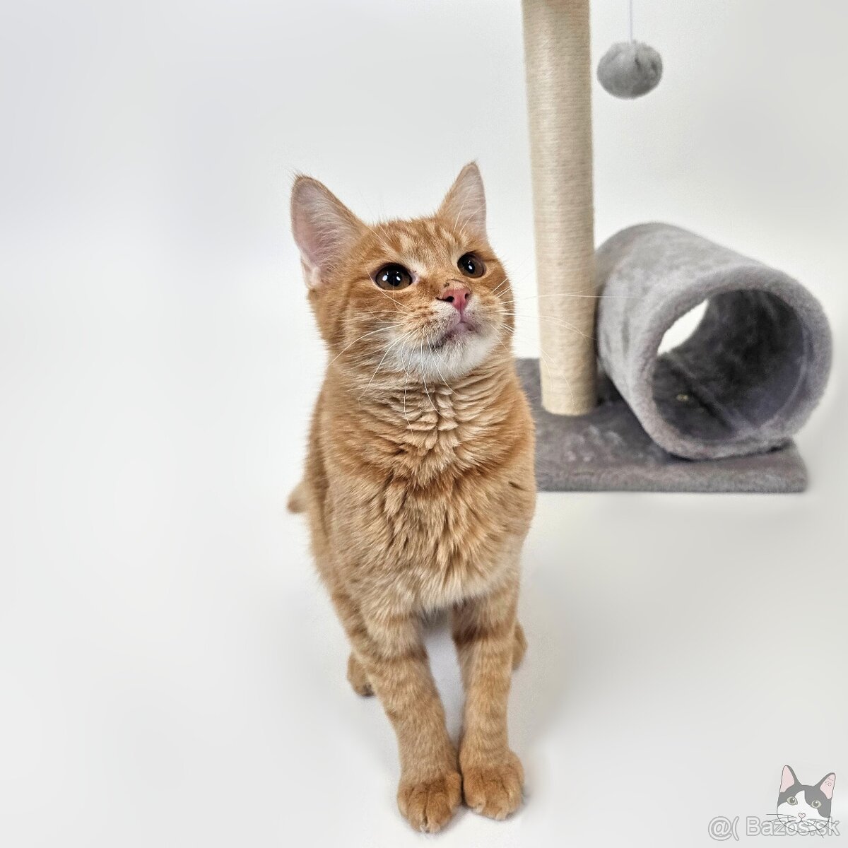 TOBY hľadá domov - 2