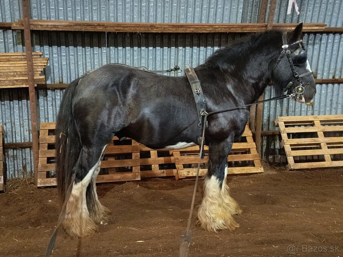 Pripúštanie Írsky Cob - 2