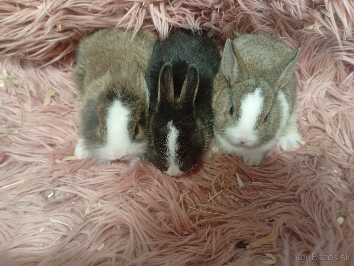 Zakrslý zajko - 2