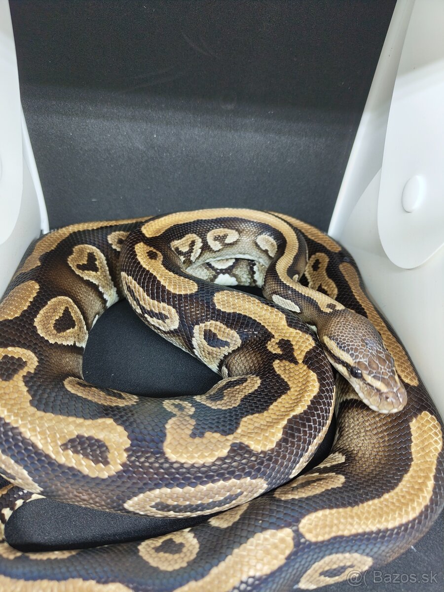 Pytón kráľovský-Python regius - 2