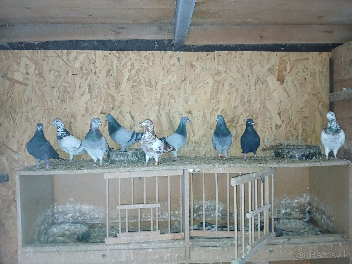 Predam anglicke tiplere - 2