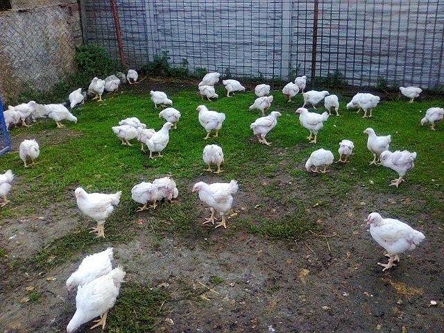 Brojlerové kurence,Kurča,Kura,morka,big 6 - 2