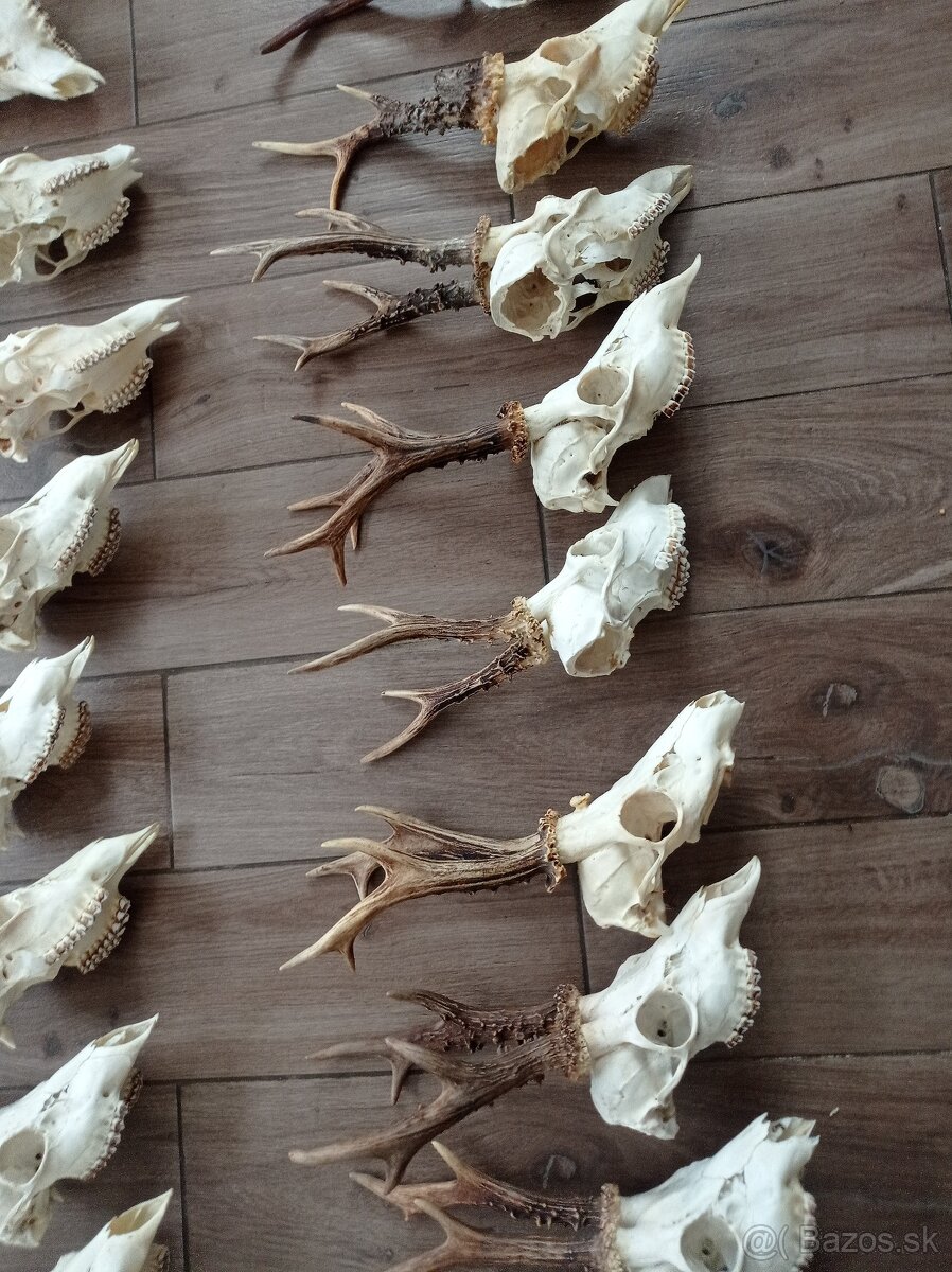 Predam srnce, parohy, parozie - 2