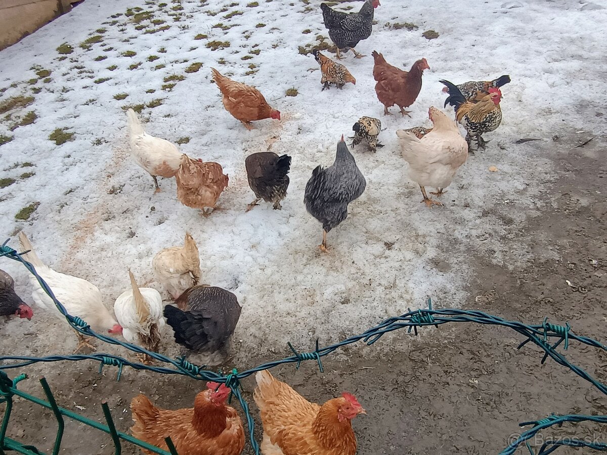 Nosnice na predaj - 2