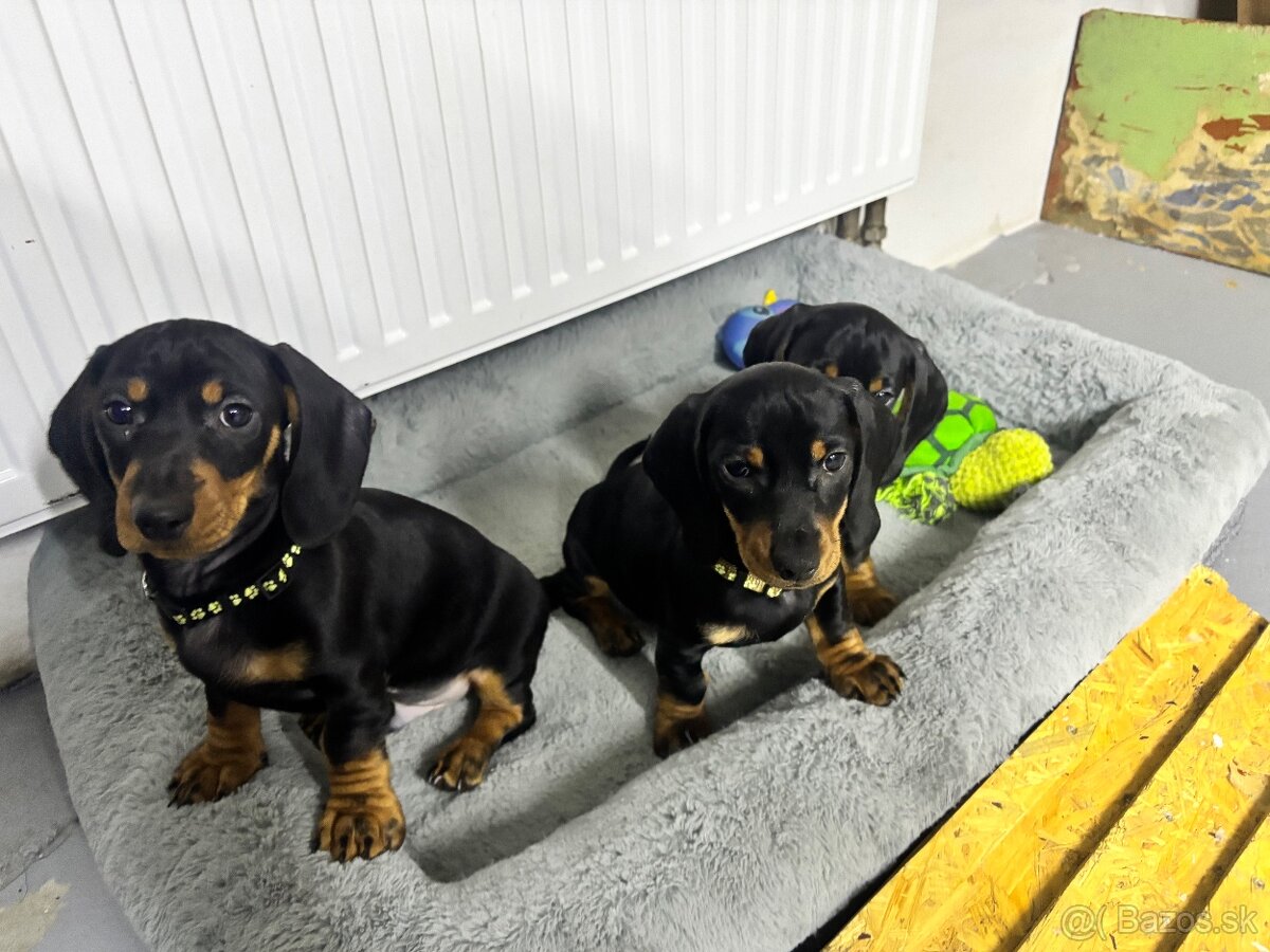 Jazvečík kratkosrstý - 2