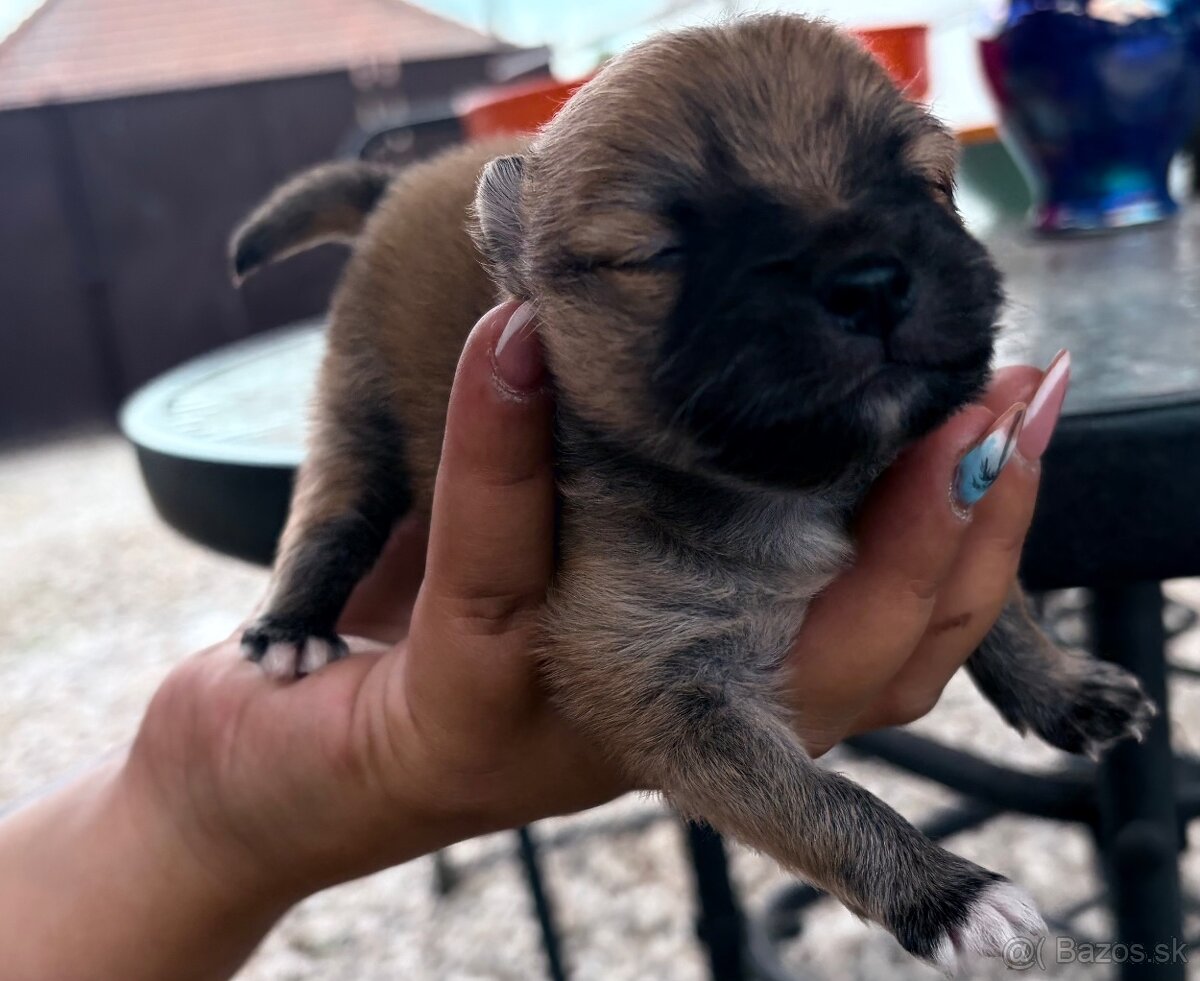 Pomeranian - 2