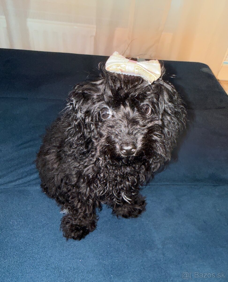 Teacup pudel - 2
