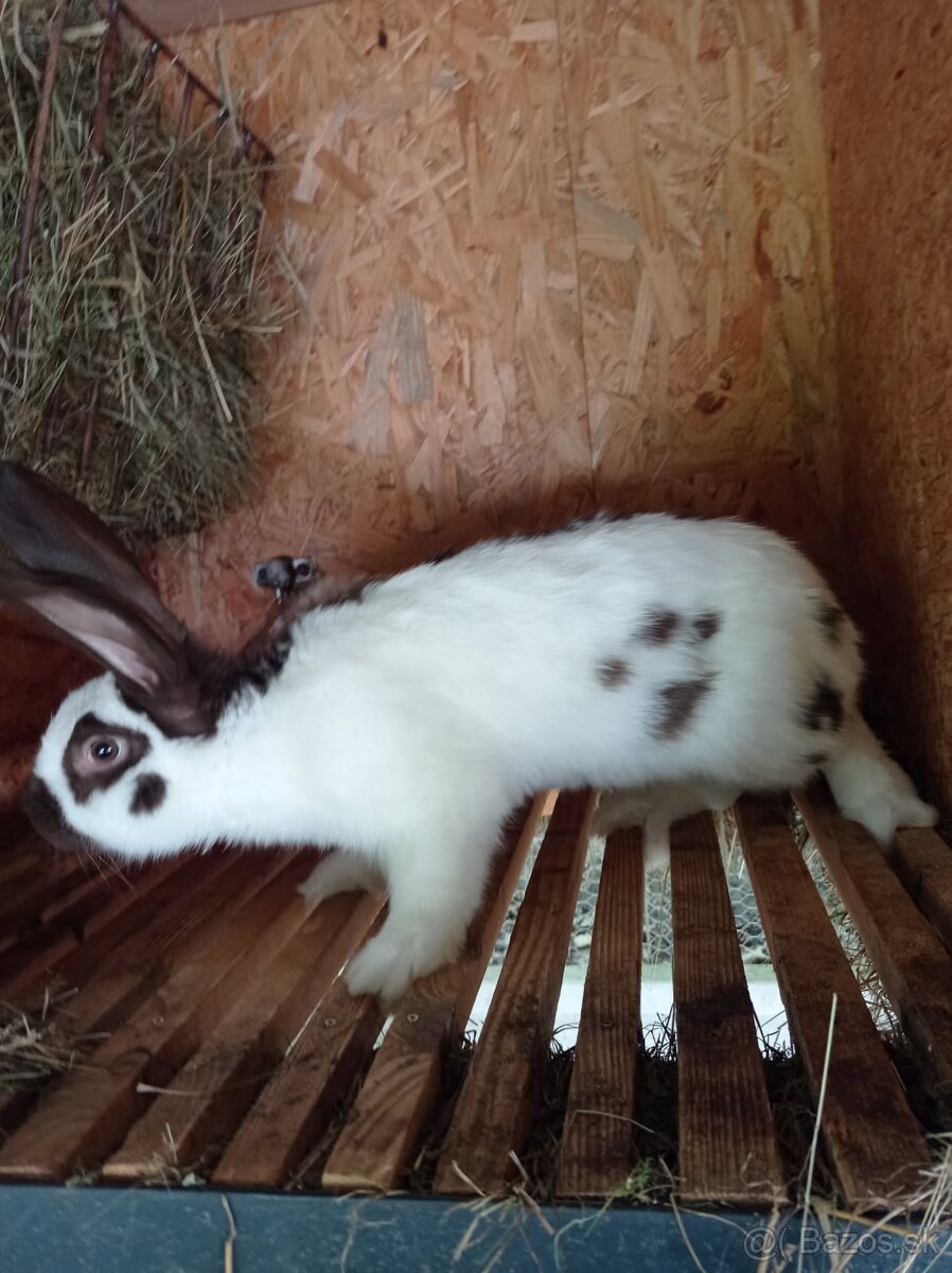 nemecky obrovity strakac havana - 2