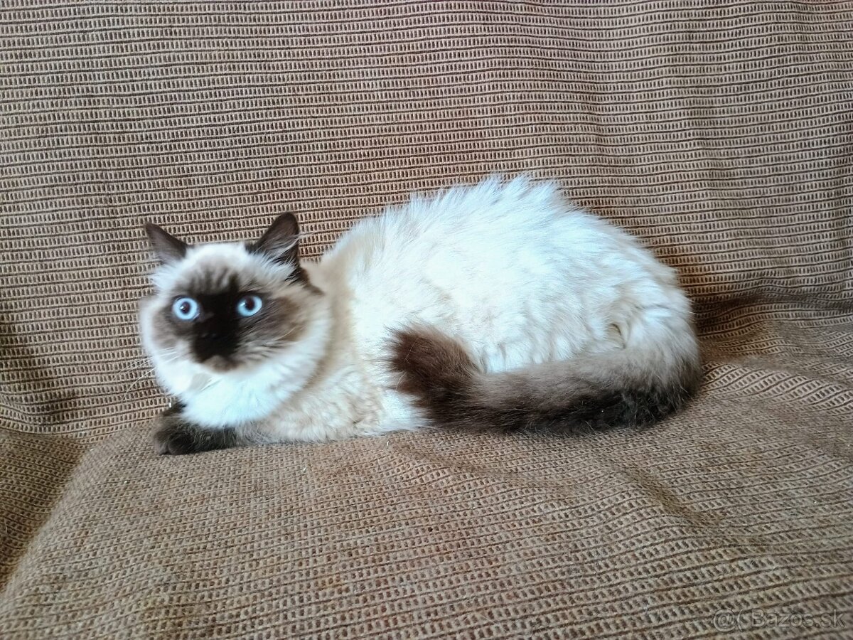 Britská modrá colorpoint - 2