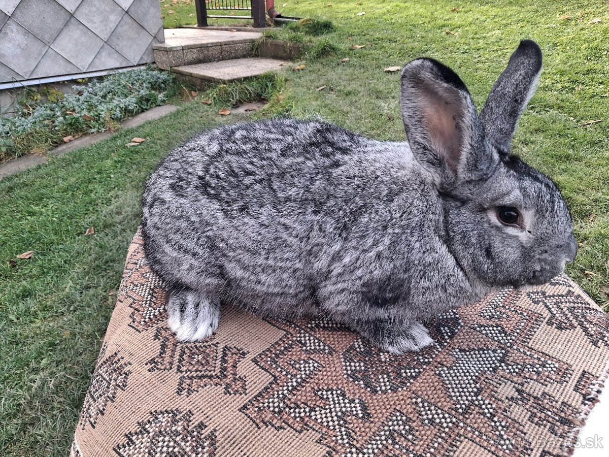 Činčila veľká - 2