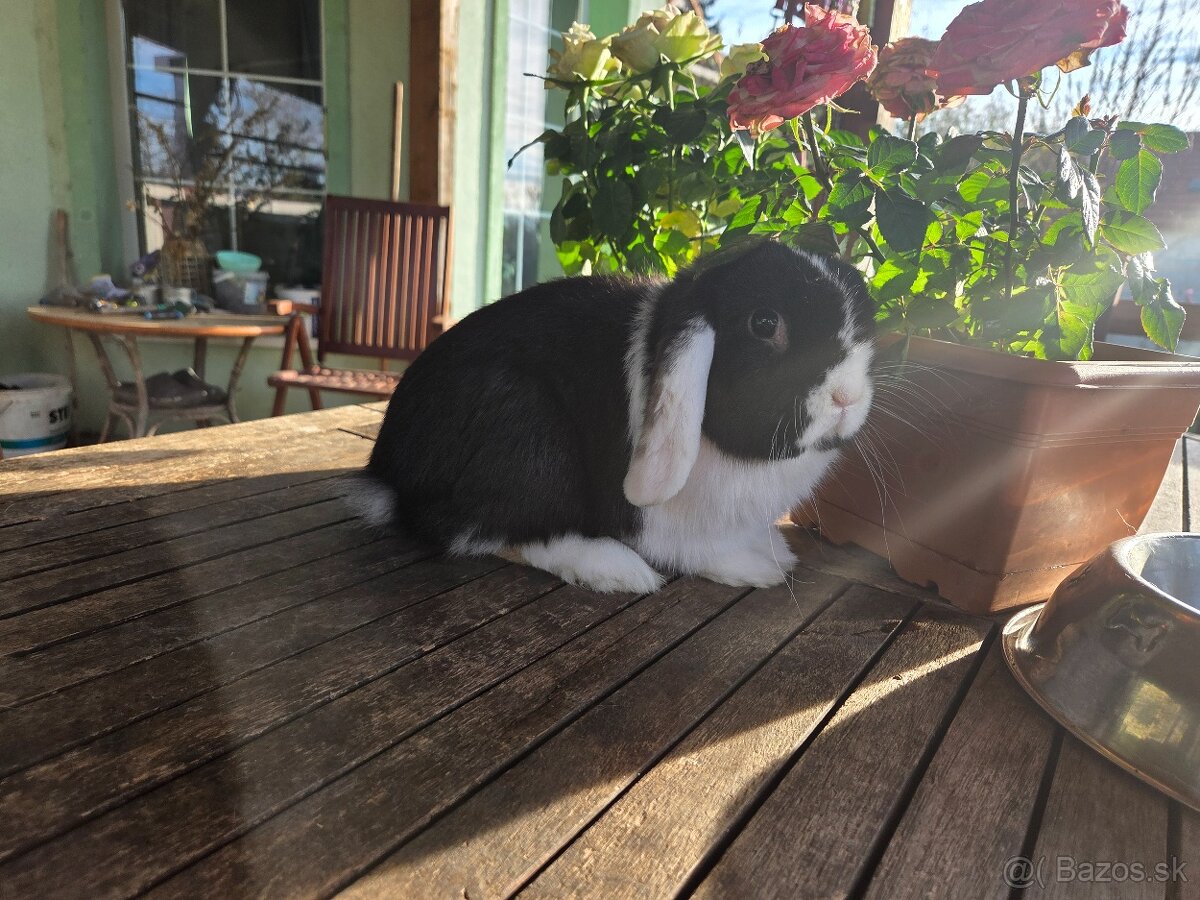 Zakrslý králik - 2