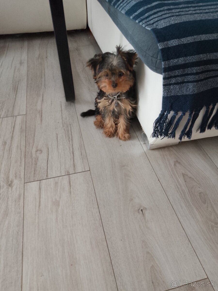 Predám šteniatko yorkshire - 2