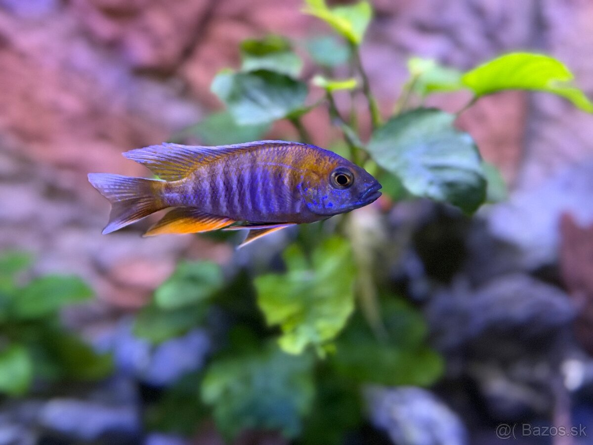 Africké cichlidy - 2