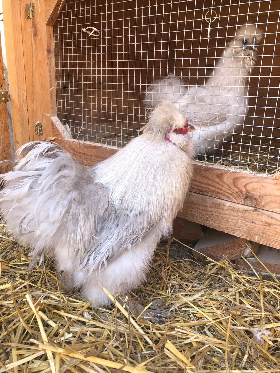Predám kohútov velka EU hodvabnicka - 2